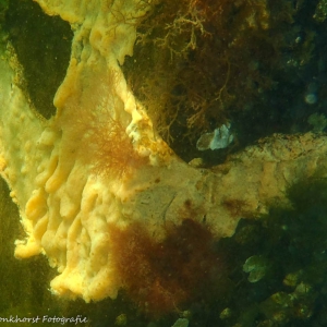 20220803 Gewone broodspons (Bread-crumb sponge - Halichondria panicea) bij Geersdijk in het Veerse Meer